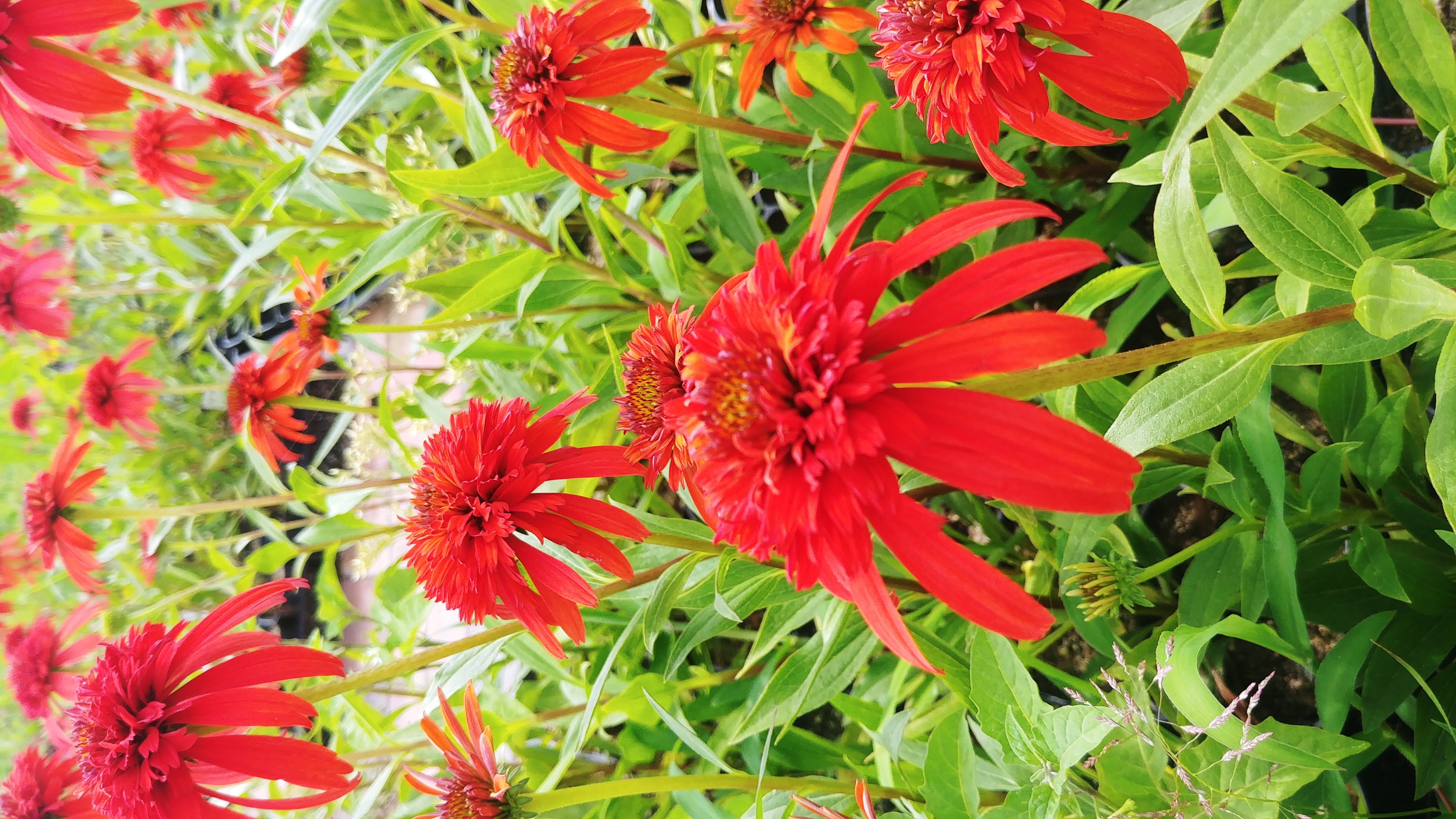 Echinacea purpurea 'Hot Papaya'